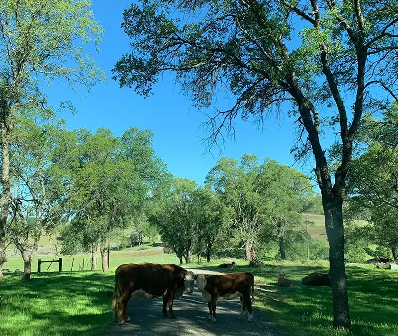 Standing Strong for Amador Agriculture